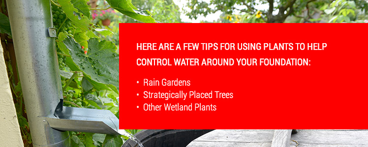 Tips for using plants to help control water around your foundation - Colonial Excavating 